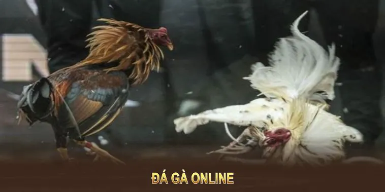 Cách Chơi Đá Gà WS168 Tại 8xBet Hấp Dẫn Và Dễ Thắng 2 Cách Chơi Đá Gà WS168 Tại 8xBet Hấp Dẫn Và Dễ Thắng